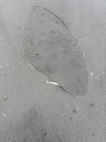 ツバクロエイの釣果