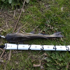 アメリカナマズの釣果