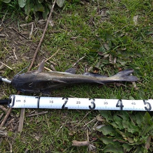 アメリカナマズの釣果