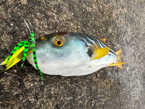 シマフグの釣果