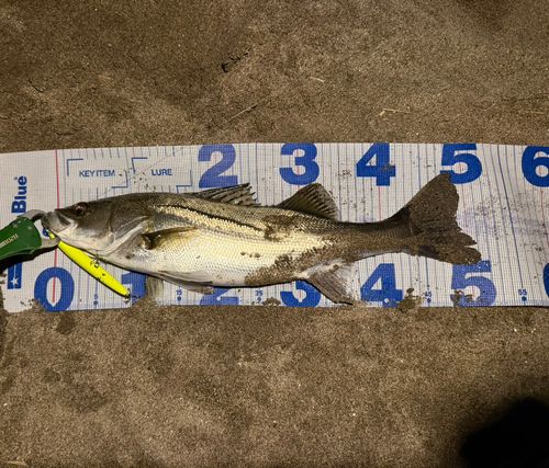 シーバスの釣果