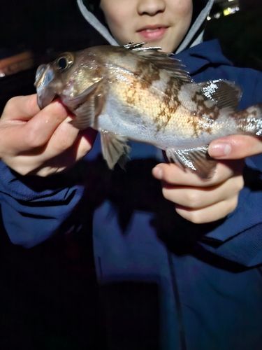 メバルの釣果