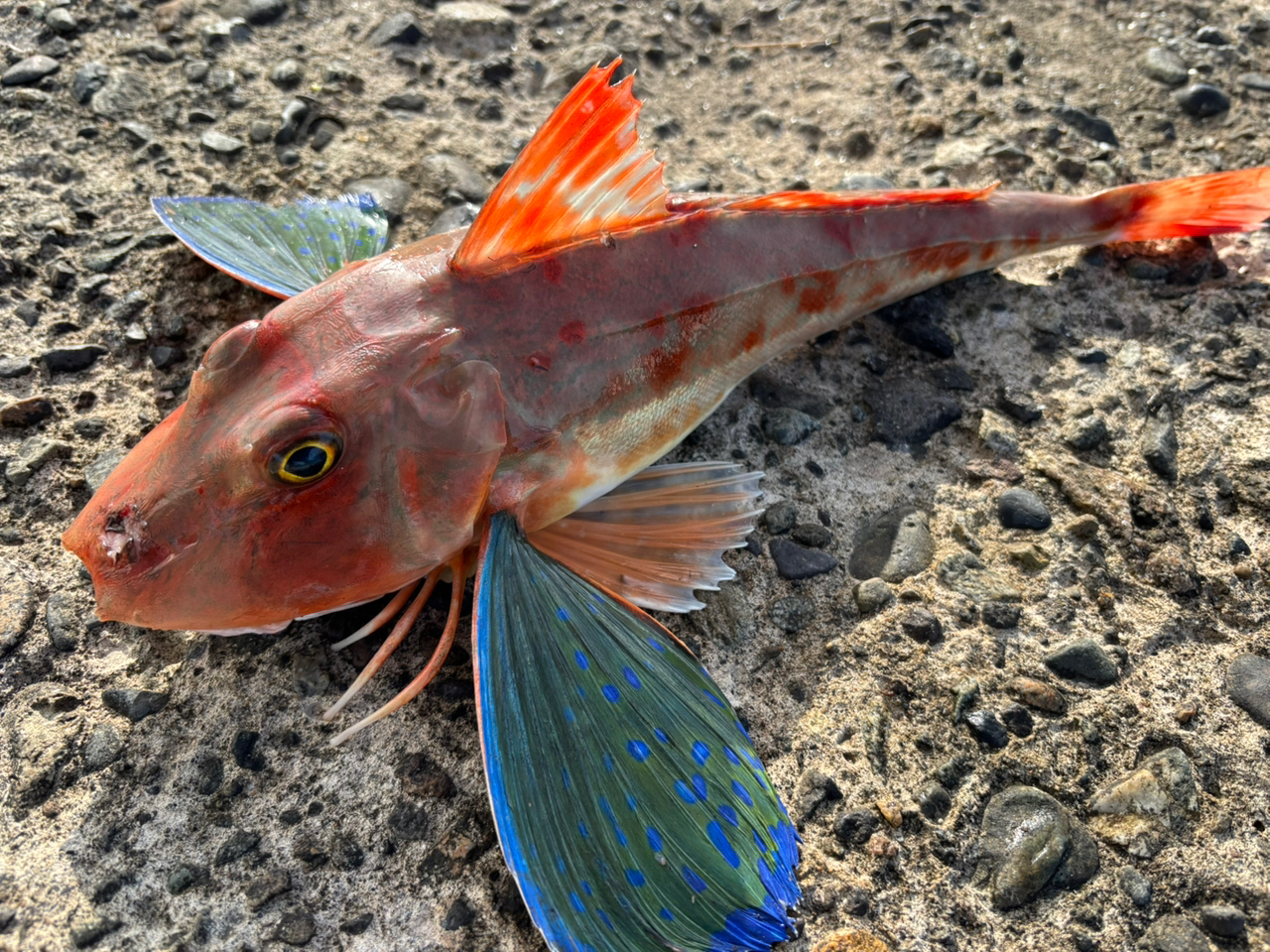 SHIMANO 23ディアルーナ S90Mの最安値・インプレ・釣果 | 本音の SHIMANO 23ディアルーナ S90Mの最安値・インプレ・釣果 | 本音の
