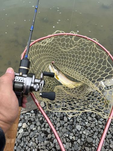 ニジマスの釣果