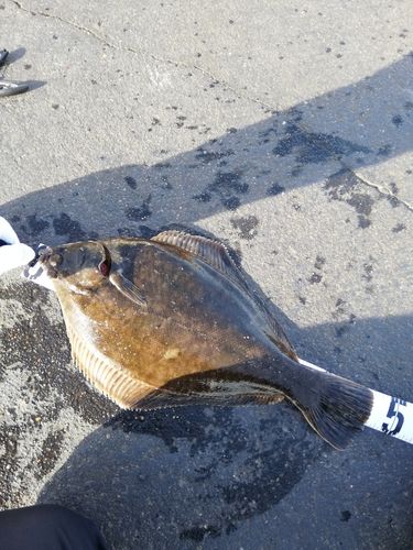 クロガシラガレイの釣果