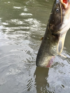 ナマズの釣果