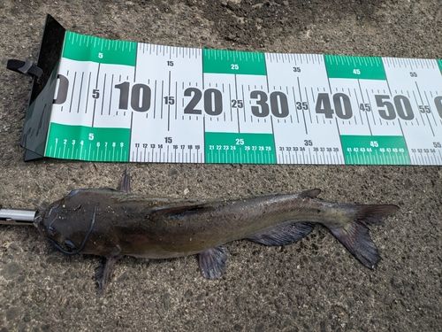アメリカナマズの釣果