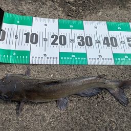 アメリカナマズ