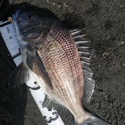 クロダイ