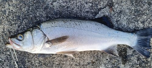 ヒラスズキの釣果