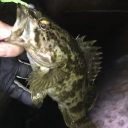 タケノコメバル