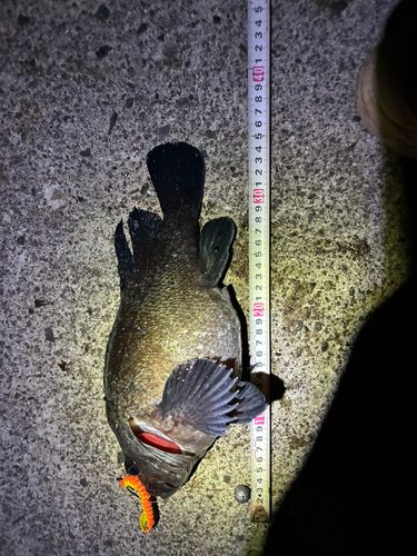 マゾイの釣果