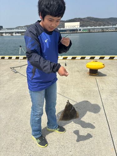マコガレイの釣果