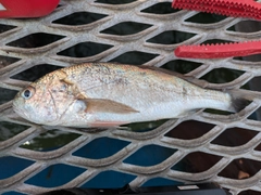 イシモチの釣果
