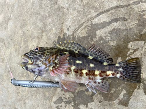 イソゴンベの釣果
