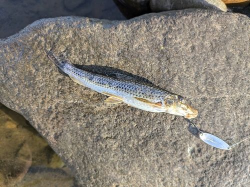 カマツカの釣果