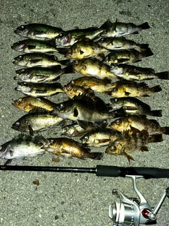 シロメバルの釣果