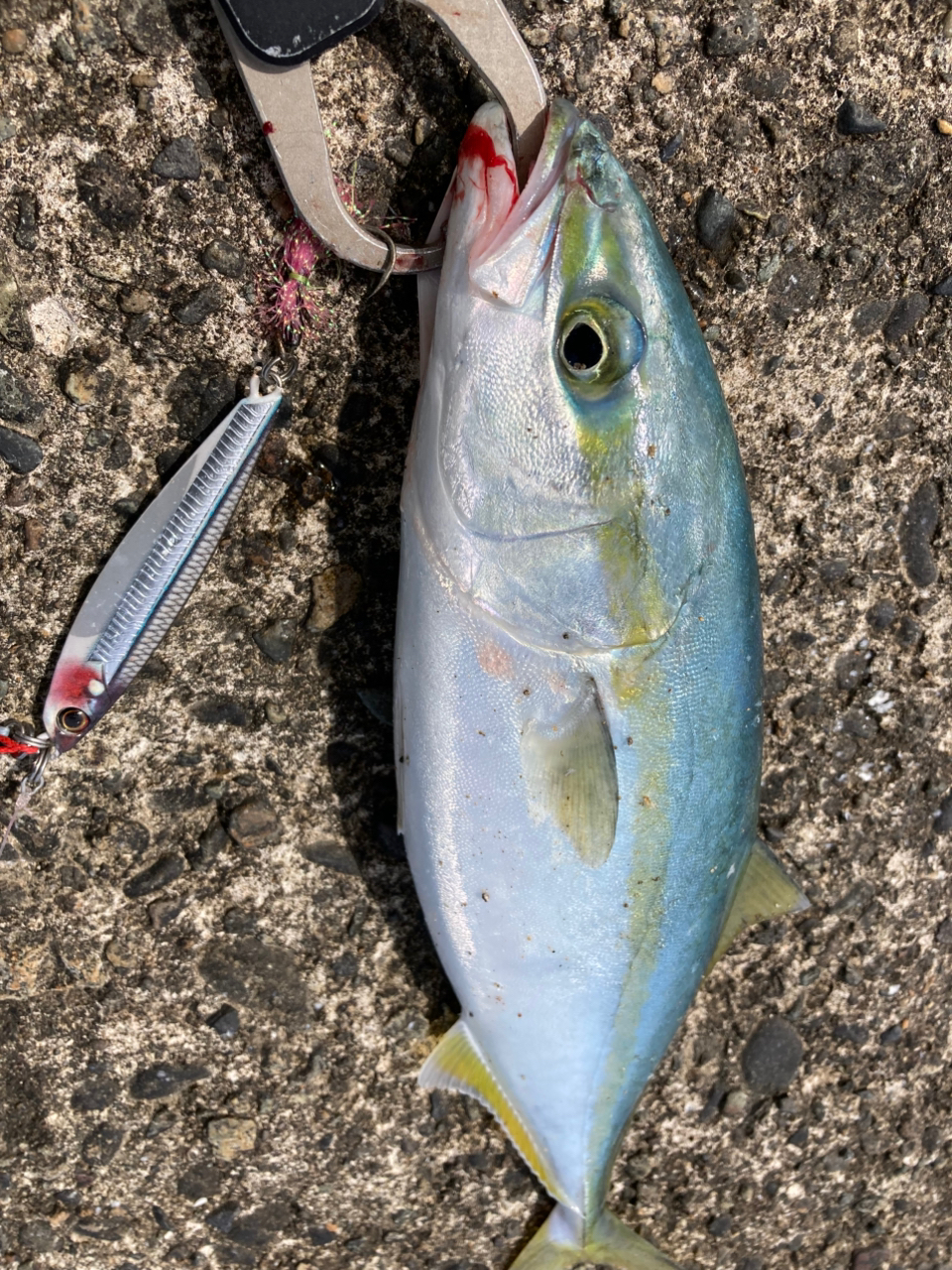 SHIMANO 21コルトスナイパーBB S106Mの最安値・インプレ・釣果
