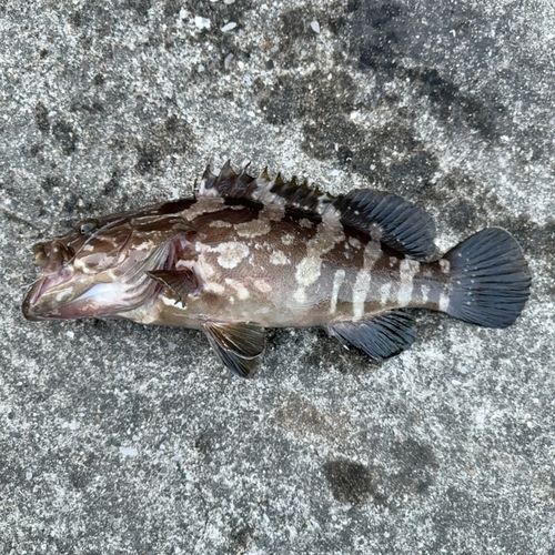 釣果