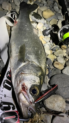 ヒラスズキの釣果