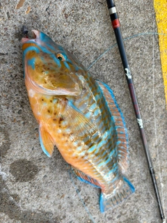アオブダイの釣果