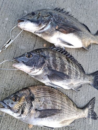チヌの釣果