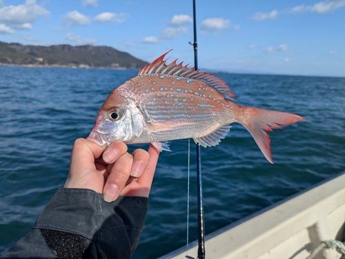 アマダイの釣果