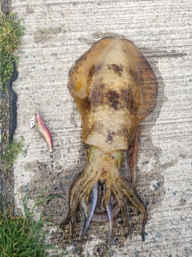 アオリイカの釣果