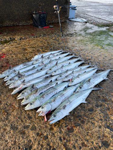 サゴシの釣果