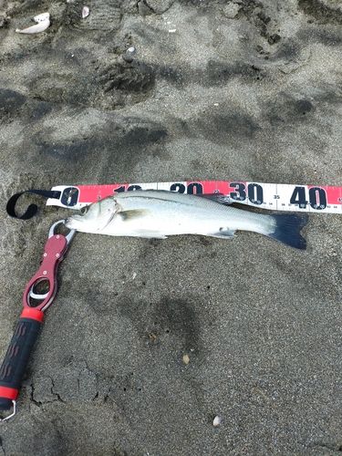 フッコ（マルスズキ）の釣果