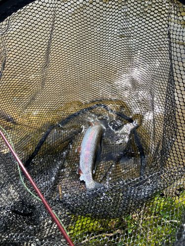 ニジマスの釣果