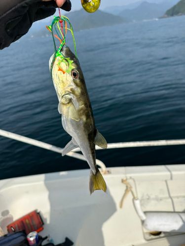 シロサバフグの釣果