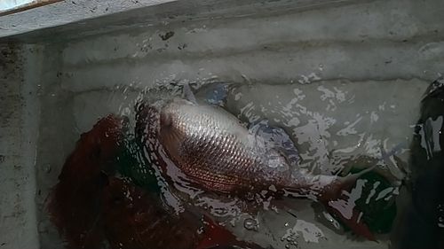 タイの釣果