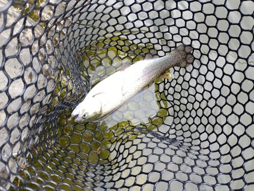 ニジマスの釣果