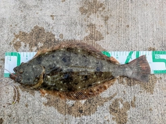ヒラメの釣果
