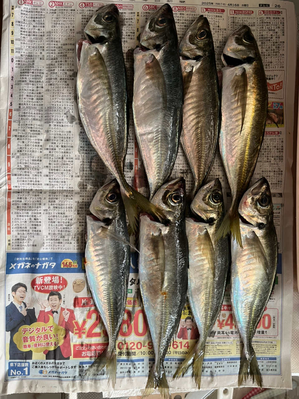 ytk616 さんの 2025年04月22日のアジの釣り・釣果情報(山口県