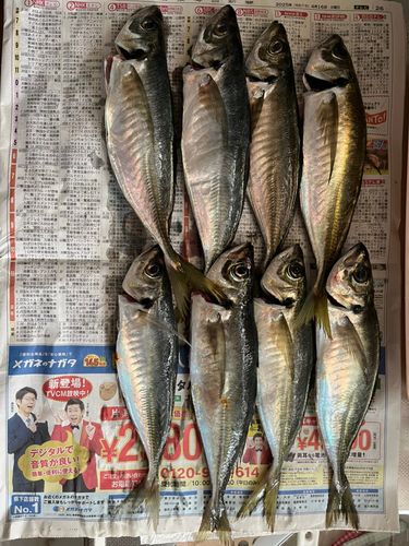 アジの釣果