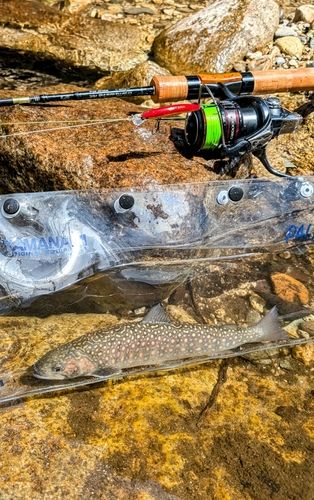 イワナの釣果
