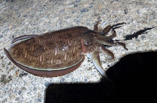 コウイカの釣果