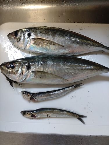 アジの釣果