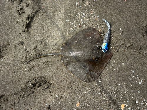 アカエイの釣果