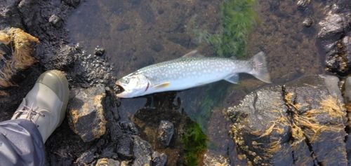 アメマスの釣果