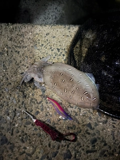 コウイカの釣果