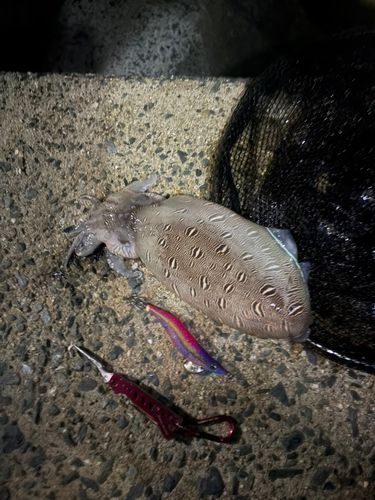 コウイカの釣果