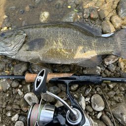 スモールマウスバス