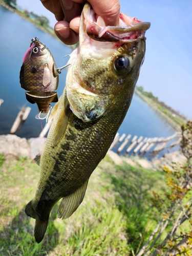 ブラックバスの釣果
