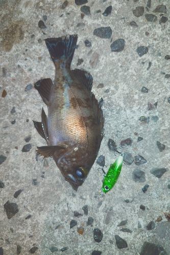 メバルの釣果
