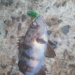 メバル