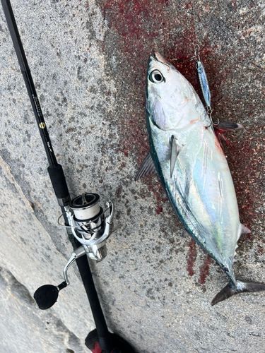 ソウダガツオの釣果