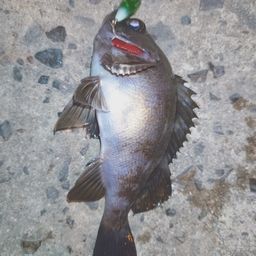 メバル